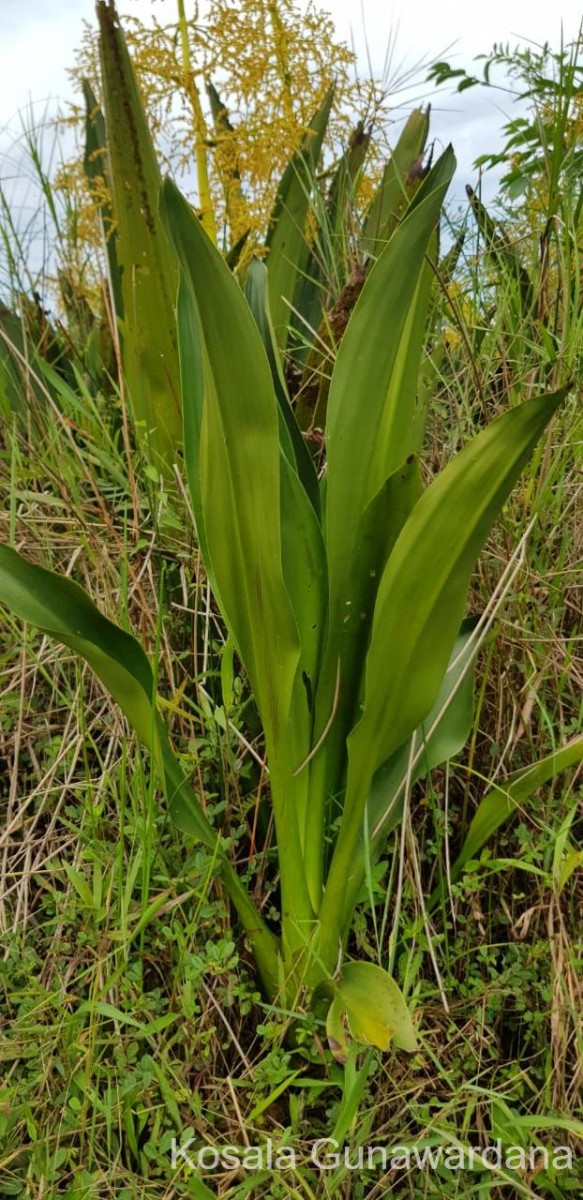 Hanguana anthelminthica (Blume ex Schult. & Schult.f.) Masam.